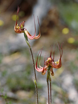 Caladenia multiclavia Caladenia multiclavia