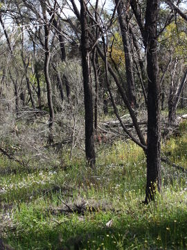 Caladenia multiclavia Caladenia multiclavia