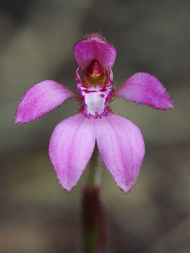 Caladenia nana