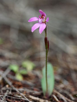 Caladenia nana