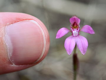 Caladenia nana