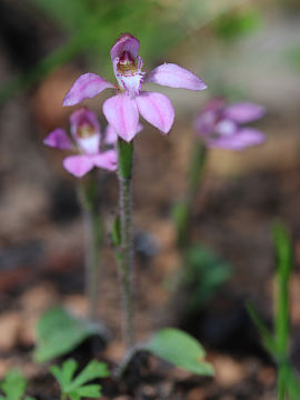 Caladenia nana