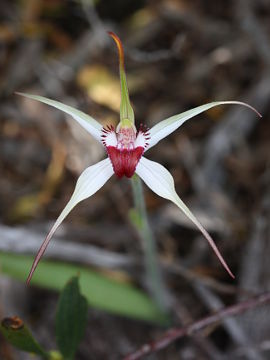 Caladenia nivalis Caladenia nivalis