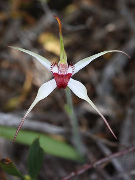 Caladenia nivalis