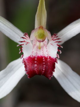 Caladenia nivalis Caladenia nivalis