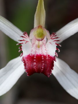 Caladenia nivalis