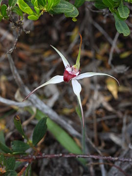 Caladenia nivalis