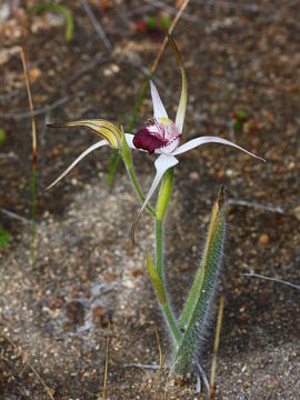 Caladenia nivalis