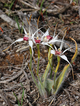 Caladenia nivalis