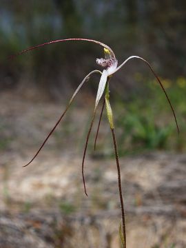 Caladenia nobilis