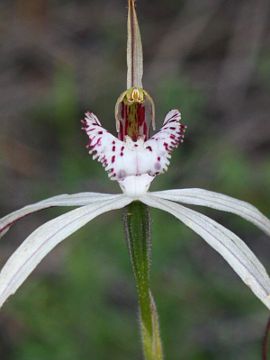 Caladenia nobilis