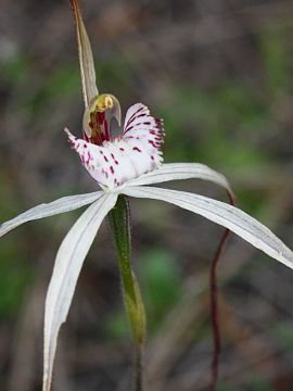 Caladenia nobilis