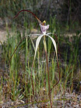 Caladenia nobilis