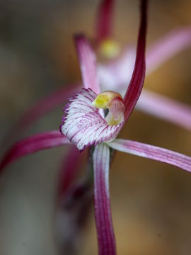 Caladenia occidentalis Caladenia occidentalis