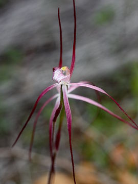 Caladenia occidentalis Caladenia occidentalis