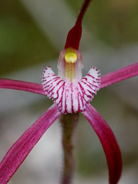 Caladenia occidentalis Caladenia occidentalis