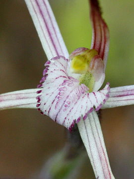 Caladenia occidentalis Caladenia occidentalis