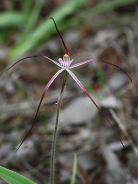 Caladenia occidentalis Caladenia occidentalis