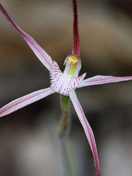 Caladenia occidentalis Caladenia occidentalis