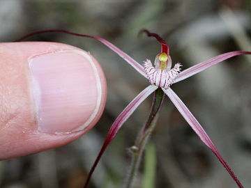 Caladenia occidentalis Caladenia occidentalis