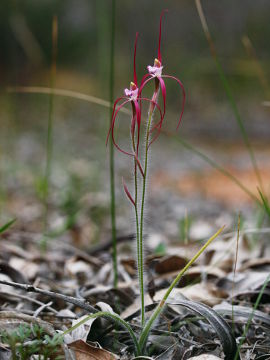 Caladenia occidentalis Caladenia occidentalis
