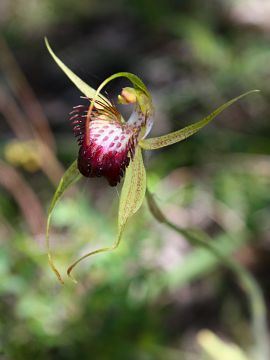 Caladenia paludosa