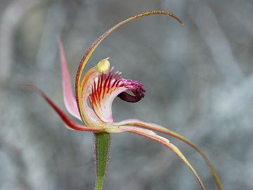 Caladenia paludosa