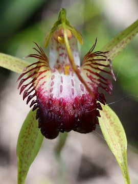 Caladenia paludosa