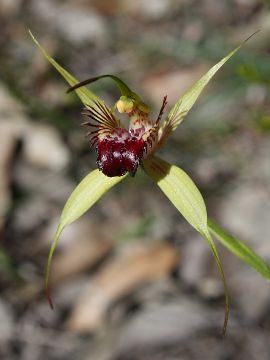 Caladenia paludosa