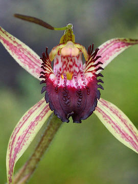 Caladenia paludosa