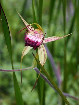 Caladenia paludosa