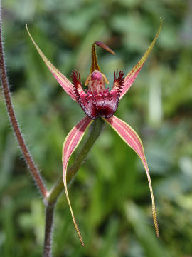 Caladenia paludosa