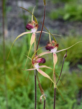 Caladenia paludosa