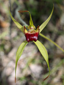 Caladenia paludosa × Caladenia sp.