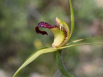 Caladenia paludosa × Caladenia sp.
