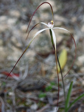 Caladenia paradoxa Caladenia paradoxa