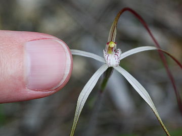 Caladenia paradoxa Caladenia paradoxa