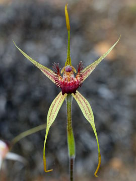 Caladenia pectinata Caladenia pectinata