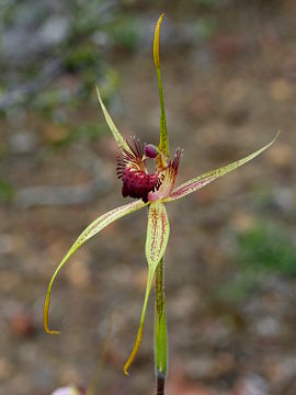 Caladenia pectinata Caladenia pectinata