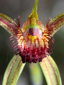 Caladenia pectinata Caladenia pectinata