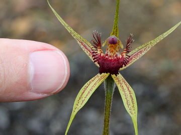 Caladenia pectinata Caladenia pectinata