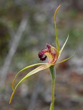 Caladenia pectinata Caladenia pectinata