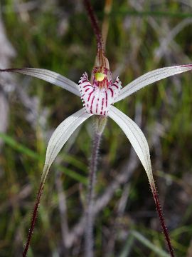 Caladenia pendens