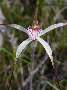 Caladenia pendens