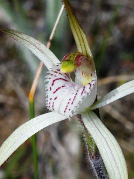 Caladenia pendens