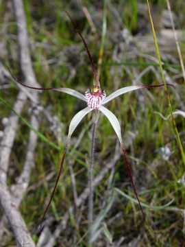 Caladenia pendens