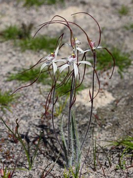 Caladenia pendens