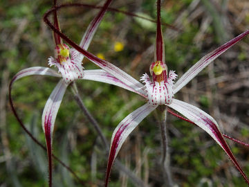 Caladenia pendens