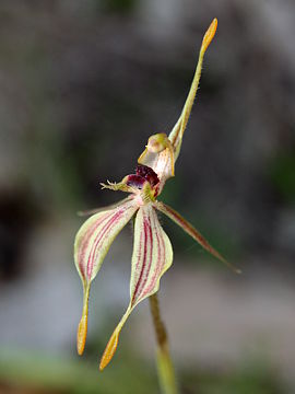 Caladenia plicata Caladenia plicata