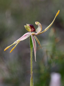 Caladenia plicata Caladenia plicata